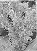 Cytisus%20scoparius%20%27SMNCSAB%27