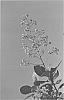 Cotinus%20coggygria%20%27NCCO1%27