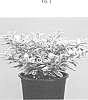 Solanum%20pseudocapsicum%20L.%20%27RUYSOP1703%27