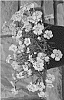 Dianthus%20hybrida%20%27KonD1060K1%27