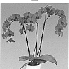 Phalaenopsis%20hybrida%20%27Freeride%27