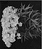 Phlox%20carolina%20%27Rose%20Bouquet%27
