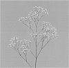 Gypsophila%20paniculata%20L.%20%27Pearls%20Grandtastic%27