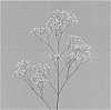 Gypsophila%20paniculata%20L.%20%27Pearls%20Grandtastic%27