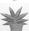 Sansevieria%20cylindrica%20%27SUPSAN1608%27