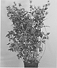 Monarda%20didyma%20%27Allbrav%27