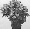 Monarda%20didyma%20%27MONARD0044%27