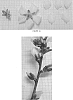 Prunus%20dulcis%20%27VELA%27