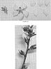 Prunus%20dulcis%20%27VELA%27