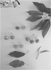 Prunus%20avium%20%27Glensweet%20II%27