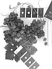Vitis%20vinifera%20%27IFG%20Thirty-three%27