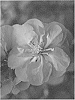 Chaenomeles%20speciosa%20%27NCCS4%27