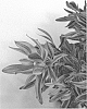 Leucadendron%20salignum%20x%20laureolum%20%27WILD%20THING%27