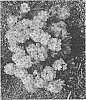 Rhododendron%20hybrida%20%27HOLDEN52%27