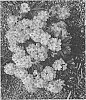 Rhododendron%20hybrida%20%27HOLDEN52%27