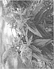 Buddleia%20davidii%20%27SMNBDL%27
