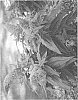 Buddleia%20davidii%20%27SMNBDL%27