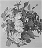 Hydrangea%20macrophylla%20%27Hortmabluebel%27