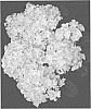 Hydrangea%20macrophylla%20%27H216905%27