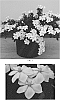Gardenia%20jasminoides%20%27WAH-LM%27