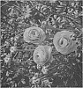 Ranunculus%20asiaticus%20%27ABULANJI%27