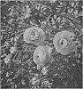 Ranunculus%20asiaticus%20%27ABULANJI%27