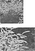Aruncus%20%27Fairy%20Hair%27
