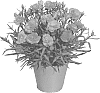 Dianthus%20caryophyllus%20%27KLEDP16230%27