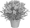 Dianthus%20caryophyllus%20%27KLEDP16230%27