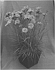 Dianthus%20x%20allwoodii%20hort.%20%27WP17%20PIE54%27
