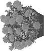 Dianthus%20caryophyllus%20%27Hilbechcra%27