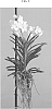 Vanda%20Jones%20ex%20R.%20Br.%20%27SPCDW1517%27
