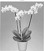 Phalaenopsis%20hybrida%20%27Sunshower%27