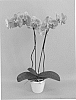 Phalaenopsis%20hybrid%20%27PHALFLEDJO%27