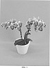 Phalaenopsis%20hybrid%20%27PHALFATYK%27