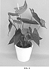 Anthurium%20andreanum%20L.%20%27ANTHEUDAM%27