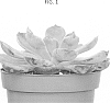 Echeveria%20chihuahuaensis%20%27OVPEARLS03%27