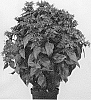 Monarda%20didyma%20%27MONARD0039%27