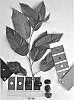 Prunus%20avium%20%27IFG%20Cher-seven%27