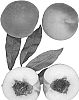 Prunus%20persica%20%27Mia%20Snow%27