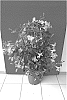 Mandevilla%20sanderi%20%27Inmanpinli%27