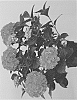Hydrangea%20macrophylla%20%27Hortmagibo%27