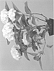 Hydrangea%20macrophylla%20%27Hortmablo%27
