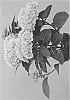 Hydrangea%20macrophylla%20%27Hortmablush%27