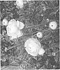 Ranunculus%20asiaticus%20%27ABALCHERA%27
