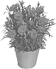 Dianthus%20caryophyllus%20%27KLEDP16232%27