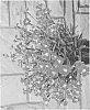 Dianthus%20hybrida%20%27KonD1044K2%27