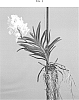 Vanda%20Jones%20ex%20R.%20Br.%20%27SPCDW1516%27