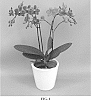 Phalaenopsis%20hybrid%20%27PHALGYQAN%27