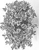 Scaevola%20aemula%20%27DSCAVPIBLS%27